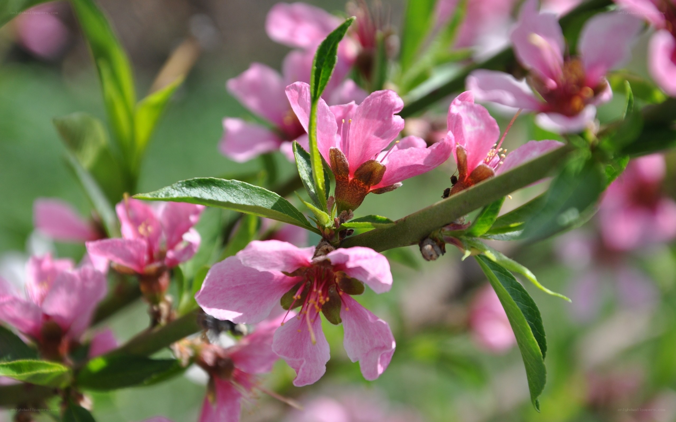 Pink peach blossoms on a branch