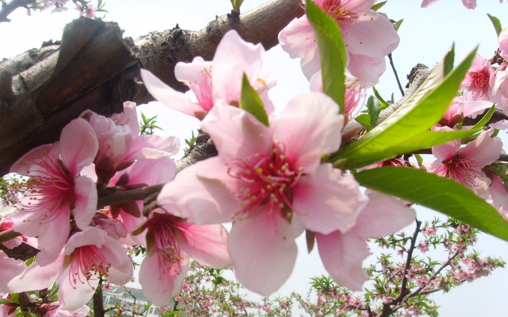 Pink peach blossoms on a tree