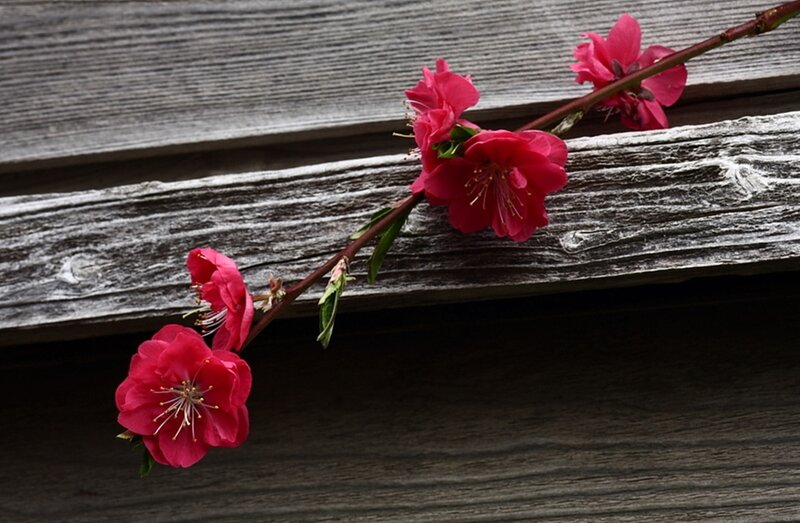 Pink Peach Blossoms — Red