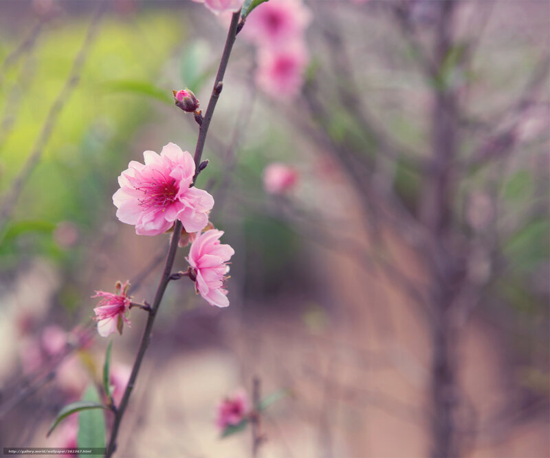 Pink Peach Blossoms — Serene, Spring, Photograph, Blossom