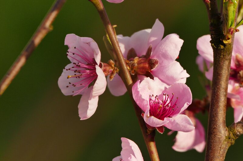 Pink Peach Blossoms — Serene, Spring, Photograph, Branch, Buds, Green Background