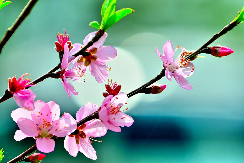 Pink Peach Blossoms — Serene, Spring, Photograph, Branch, Buds, Leaves