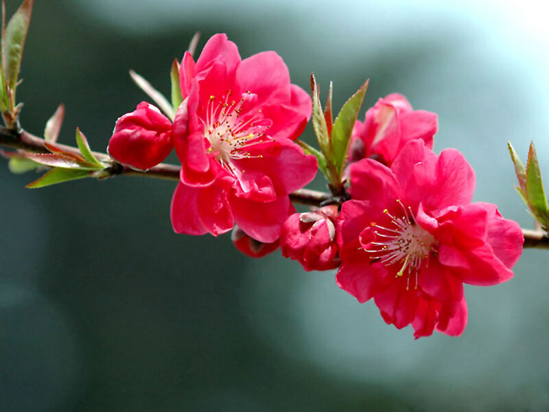 Pink Peach Blossoms — Serene, Spring, Photograph, Branch, Buds