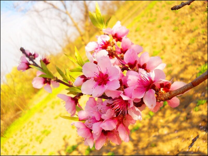 Pink Peach Blossoms — Serene, Spring, Photograph, Branch, Flowers, Leaves