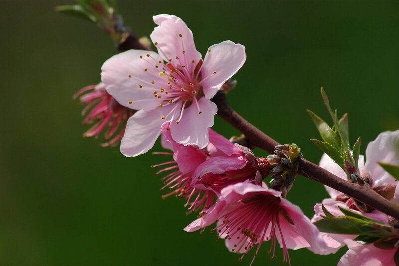 Pink Peach Blossoms — Serene, Spring, Photograph, Branch, Leaves, Buds, Green