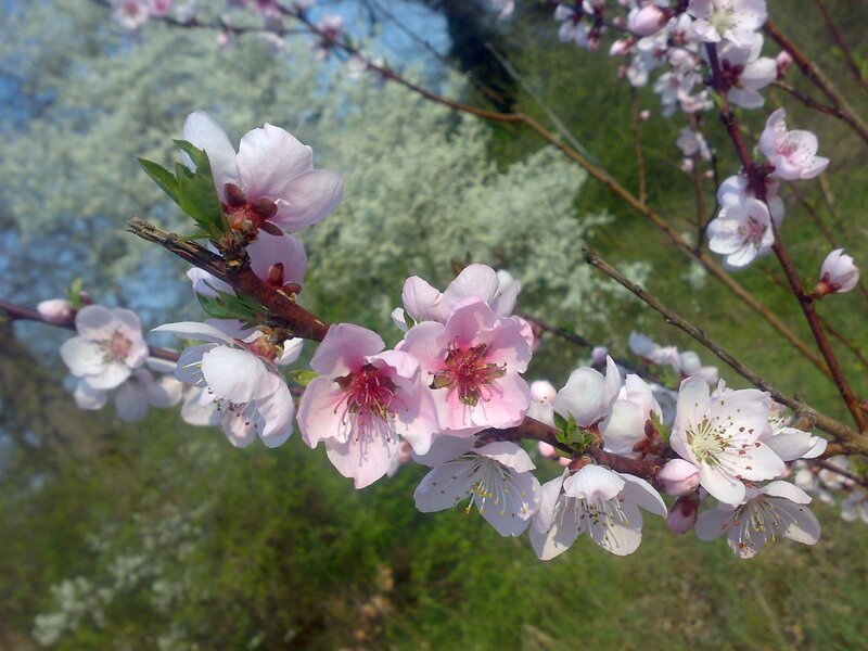 Pink Peach Blossoms — Serene, Spring, Photograph, Branch, Leaves, Sky, White