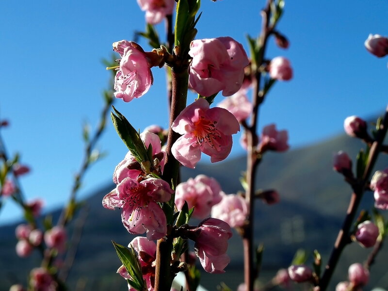 Pink Peach Blossoms — Serene, Spring, Photograph, Branch, Mountain