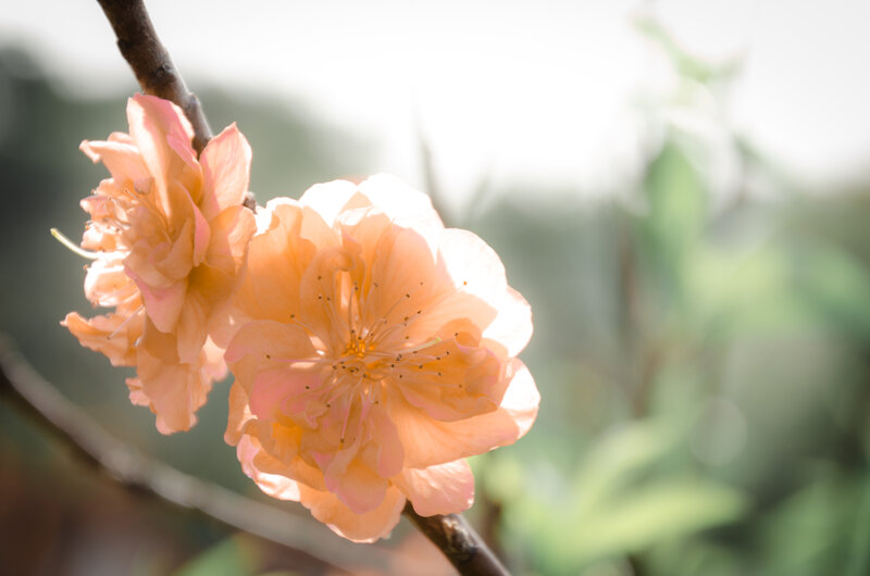 Pink Peach Blossoms — Serene, Spring, Photograph, Branch, Petals, Stamen