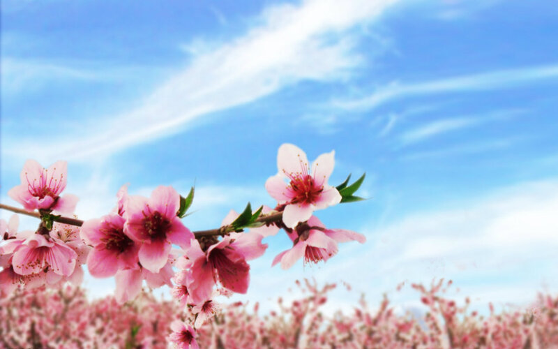 Pink Peach Blossoms — Serene, Spring, Photograph, Branch, Sky, Clouds