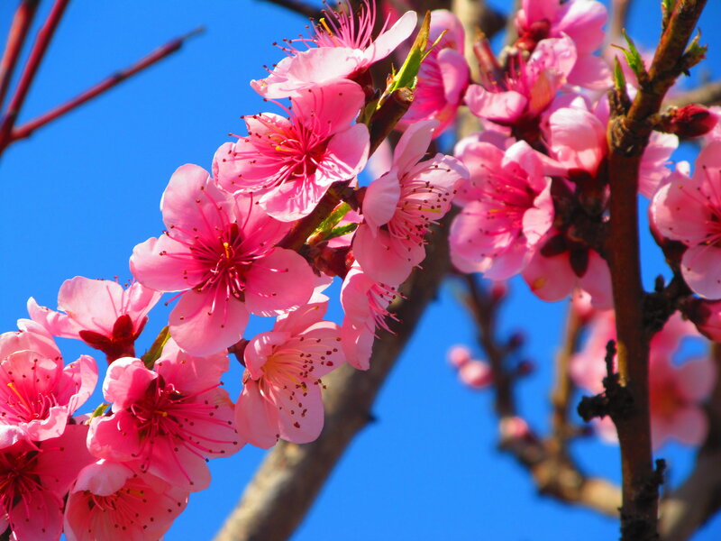 Pink Peach Blossoms — Serene, Spring, Photograph, Branch, Sky