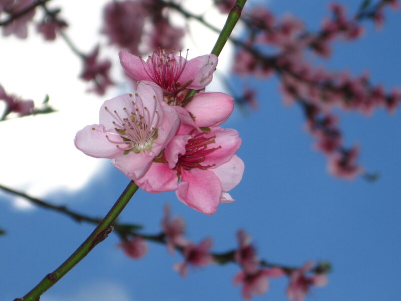 Pink Peach Blossoms — Serene, Spring, Photograph, Branch