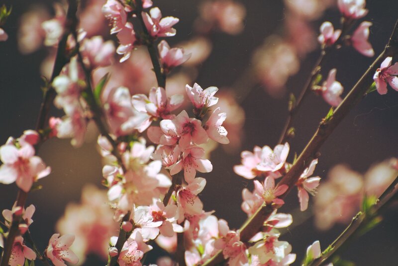Pink Peach Blossoms — Serene, Spring, Photograph, Branches, Buds