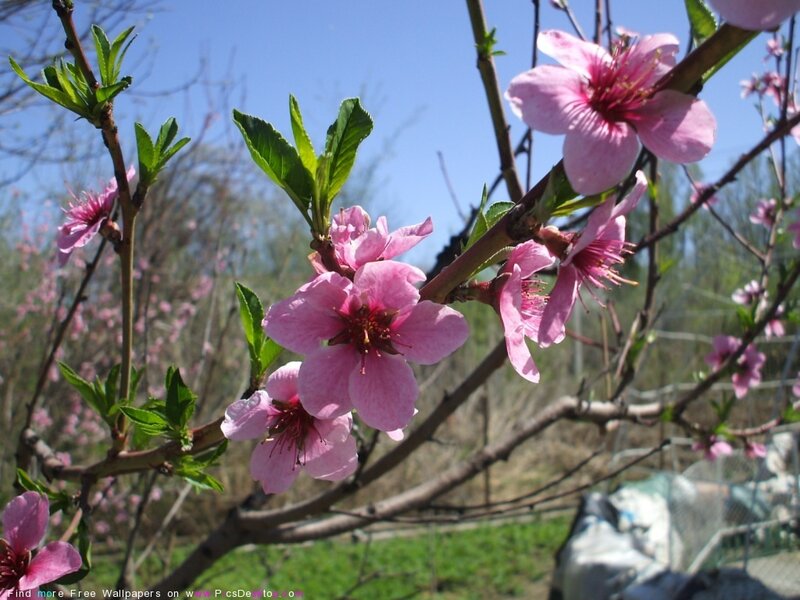 Pink Peach Blossoms — Serene, Spring, Photograph, Branches