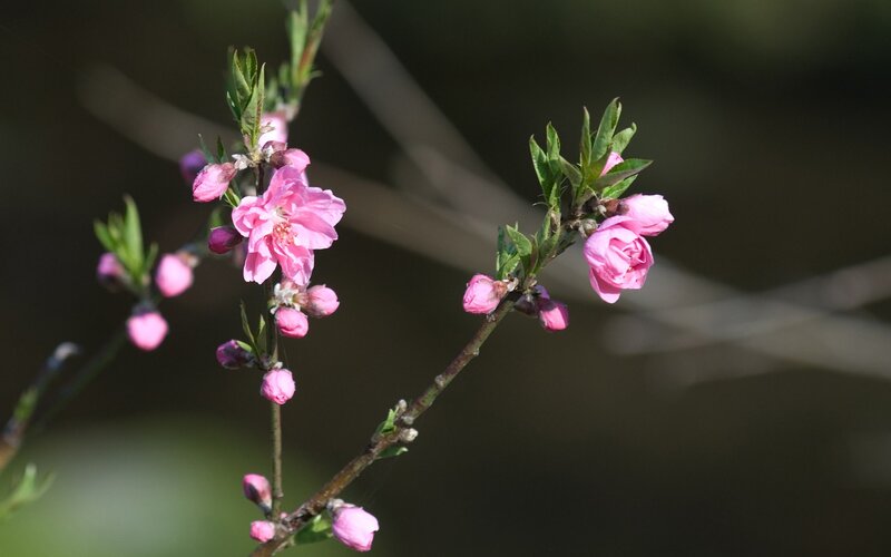 Pink Peach Blossoms — Serene, Spring, Photograph, Buds, Branches
