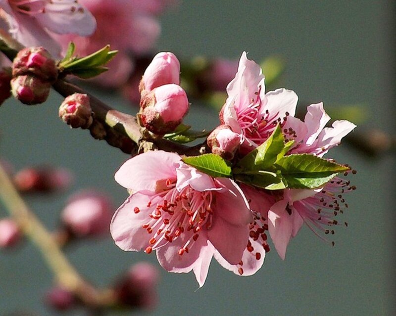 Pink Peach Blossoms — Serene, Spring, Photograph, Buds