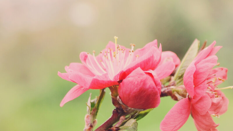 Pink Peach Blossoms — Serene, Spring, Photograph, Flower, Bud