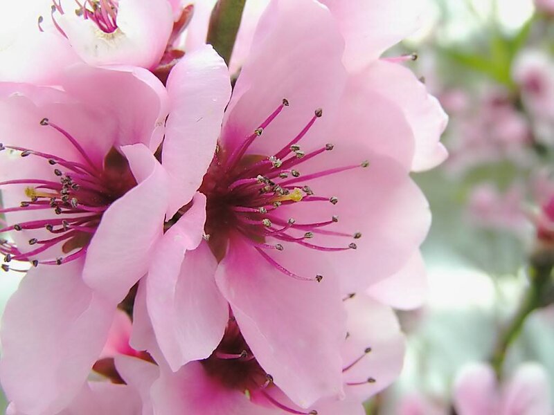 Pink Peach Blossoms — Serene, Spring, Photograph, Flower