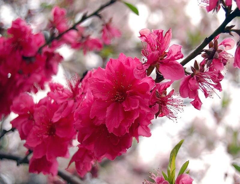 Pink Peach Blossoms — Serene, Spring, Photograph, Flowers, Branches