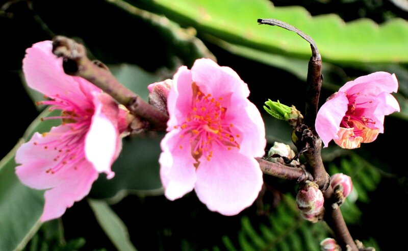 Pink Peach Blossoms — Serene, Spring, Photograph, Flowers, Buds, Branch
