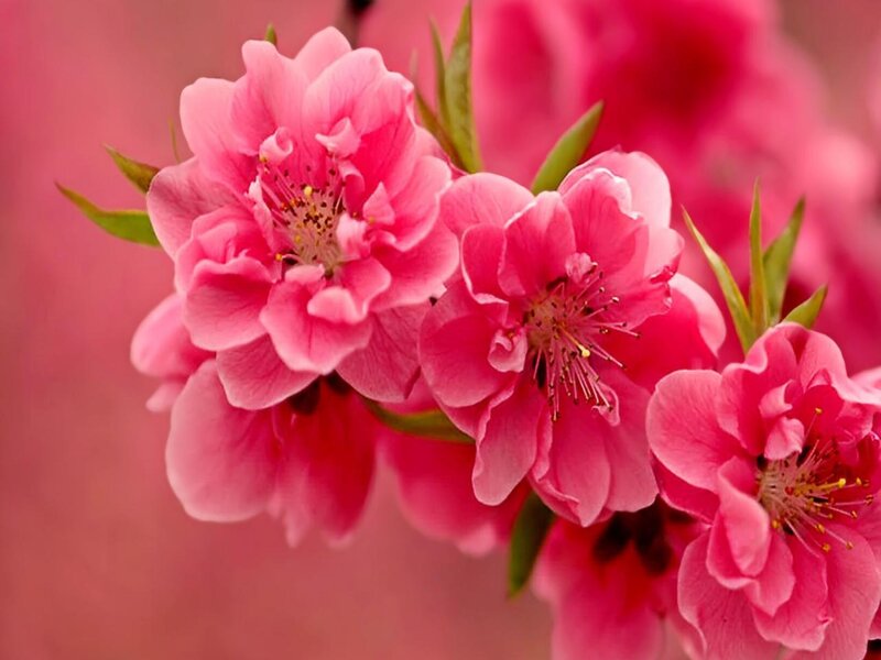 Pink Peach Blossoms — Serene, Spring, Photograph, Flowers, Leaves, Branch