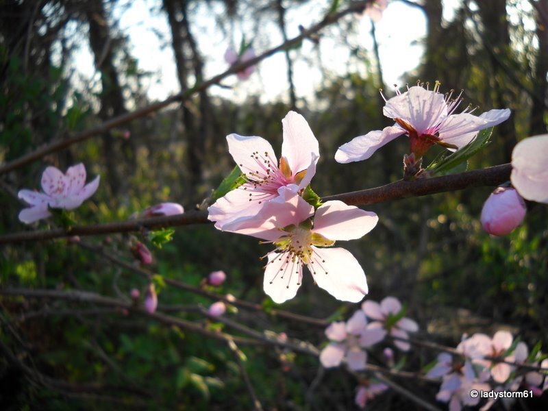 Pink Peach Blossoms — Serene, Spring, Photograph, Flowers