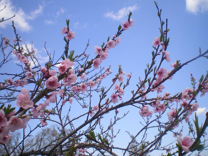 Pink Peach Blossoms — Serene, Spring, Photograph