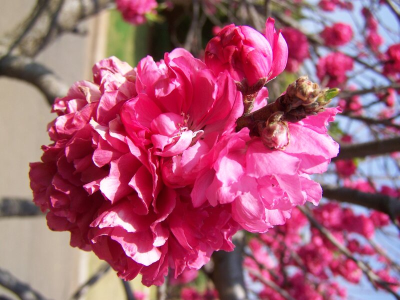 Pink Peach Blossoms — Serene, Spring, Photograph, Tree Branches, Buds