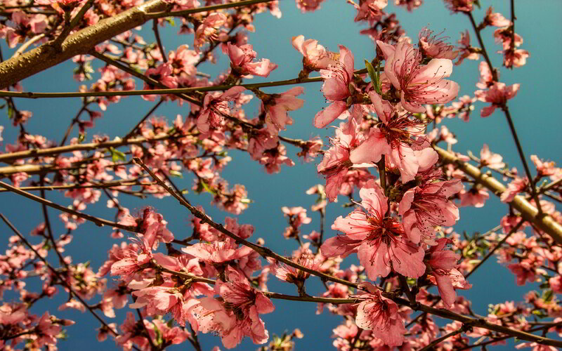 Pink Peach Blossoms — Serene, Spring, Photograph, Tree Branches, Sky