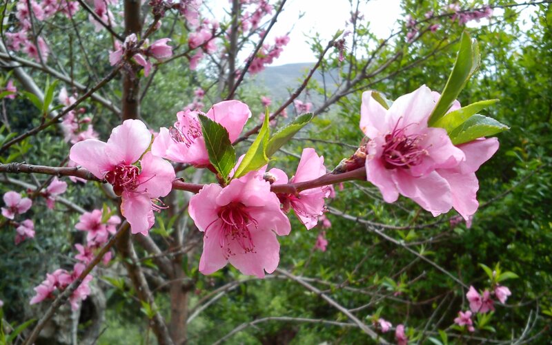 Pink Peach Blossoms — Serene, Spring, Photograph, Tree Branches