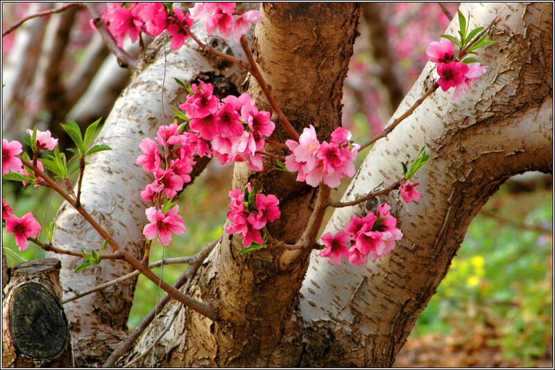 Pink Peach Blossoms — Serene, Spring, Photograph, Tree Trunk