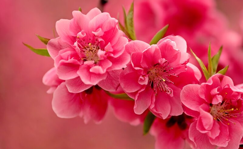 Pink Peach Blossoms — Serene, Spring