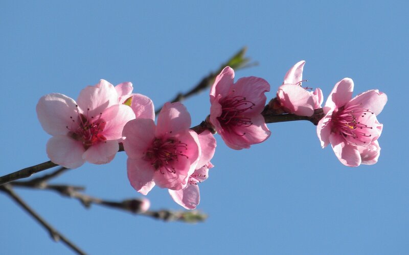 Pink Peach Blossoms — Serene