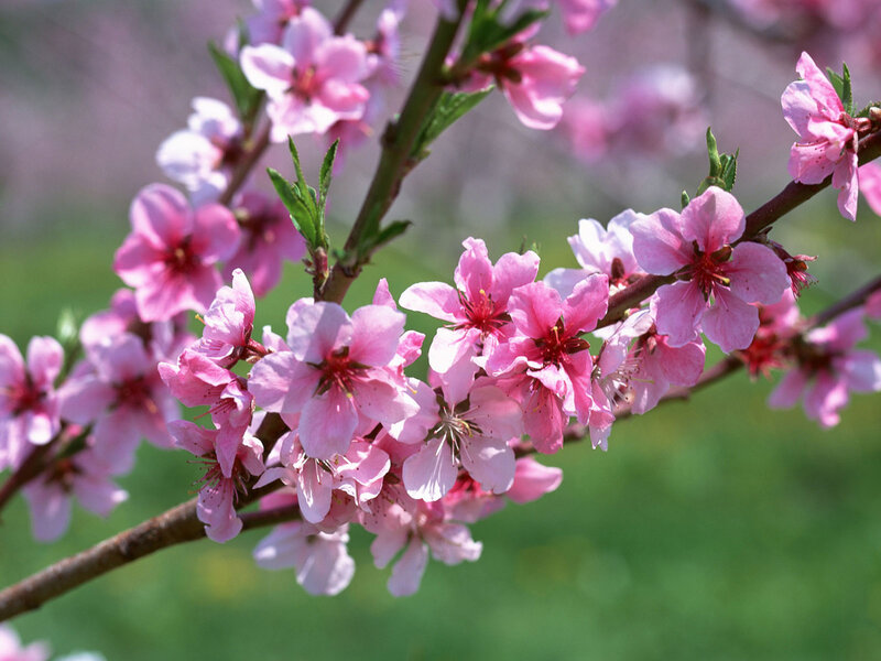 Pink Peach Blossoms