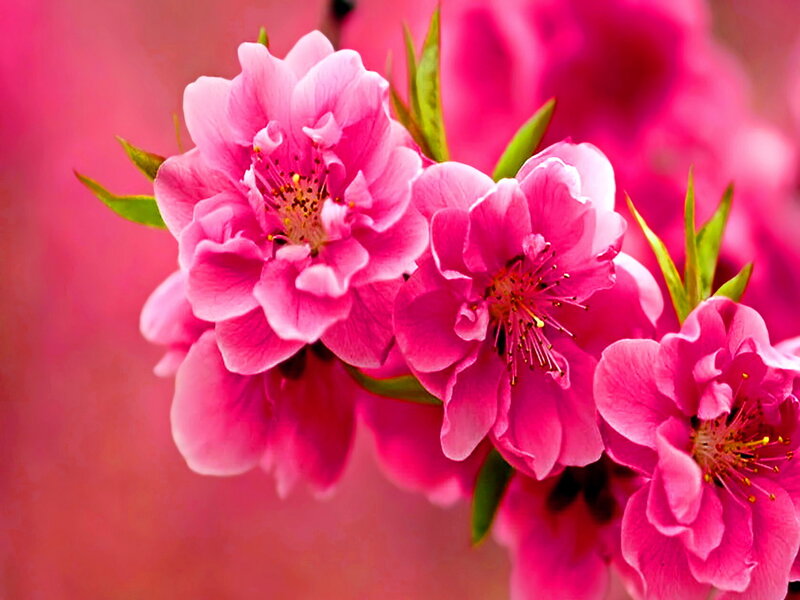 Pink Peach Blossoms — Vibrant