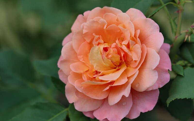 Pink Peach Rose Flower