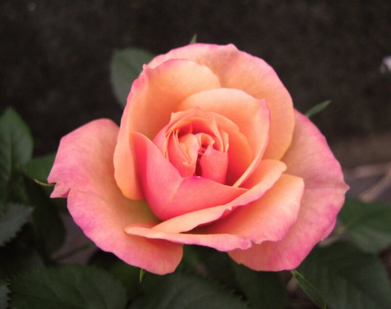 Pink Peach Rose
