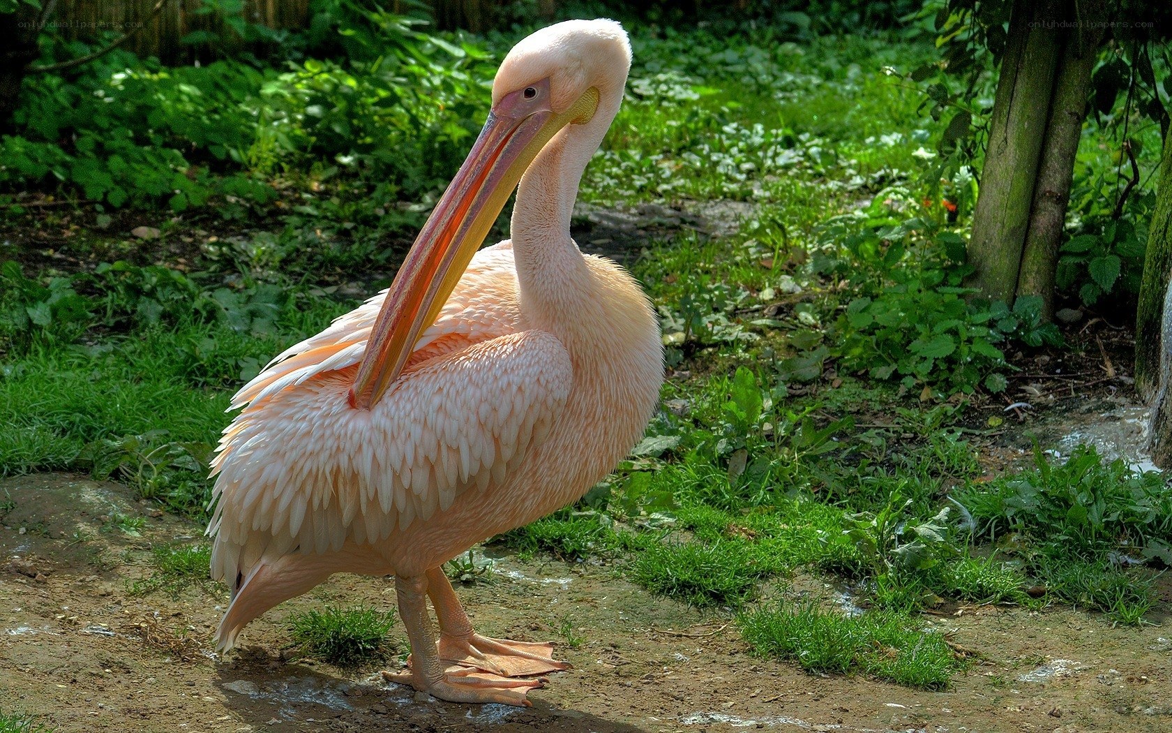 pink pelican in green setting