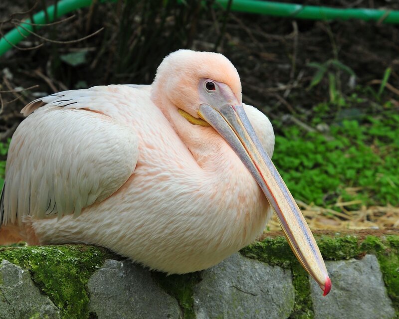 Pink Pelican Resting