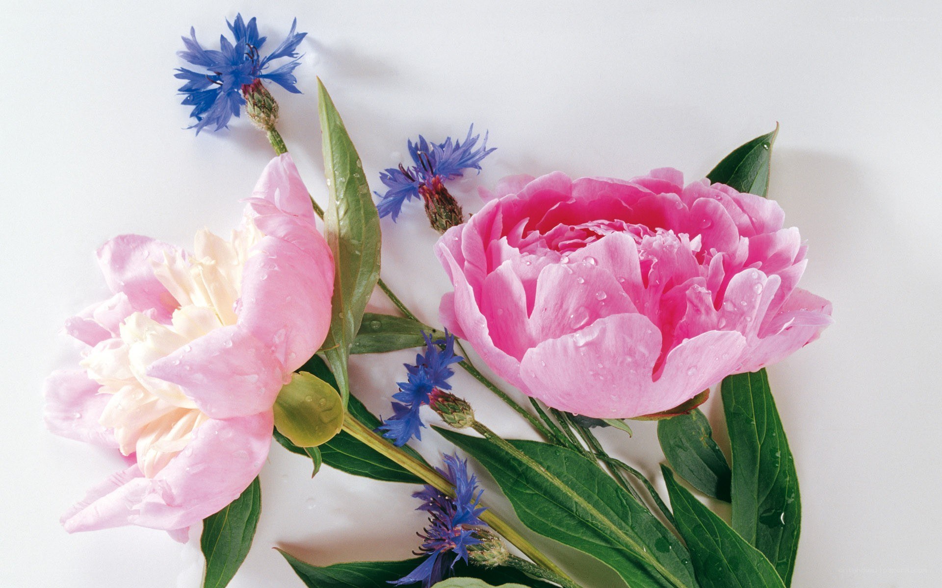 Pink peonies and blue cornflowers