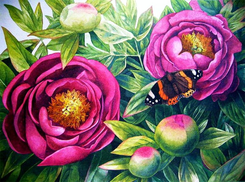 Pink Peonies and Butterfly — Serene