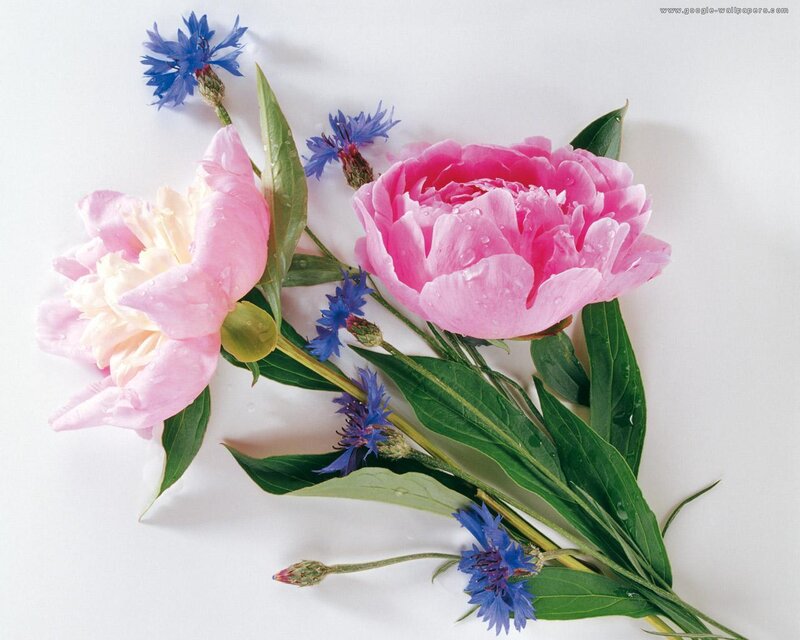 Pink Peonies and Cornflowers
