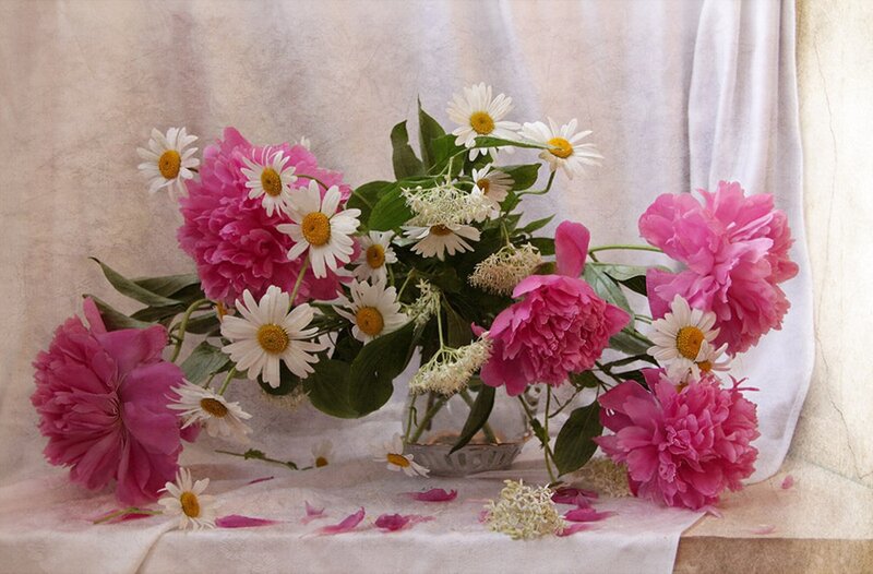 Pink Peonies and Daisies — Serene