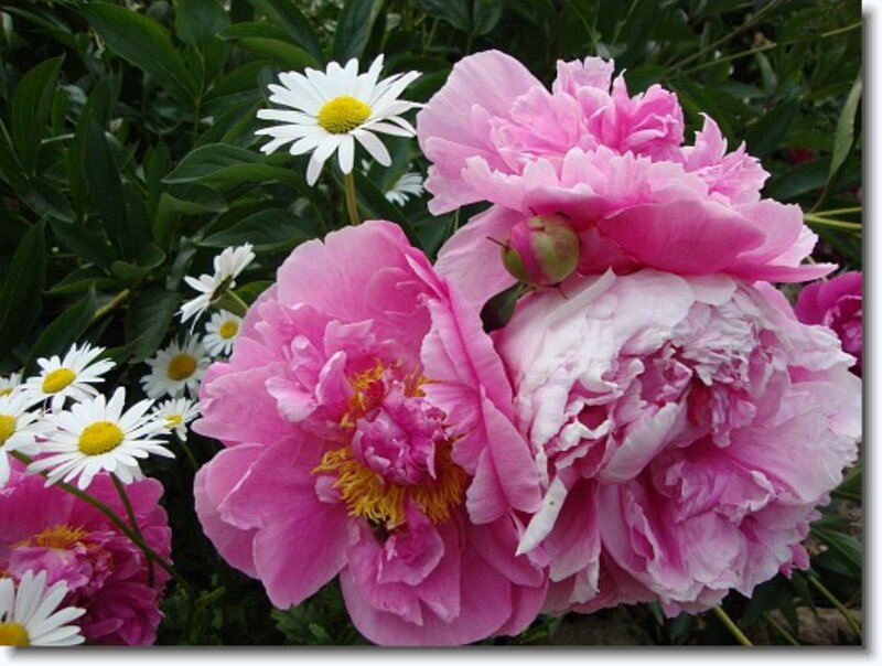 Pink Peonies and Daisies