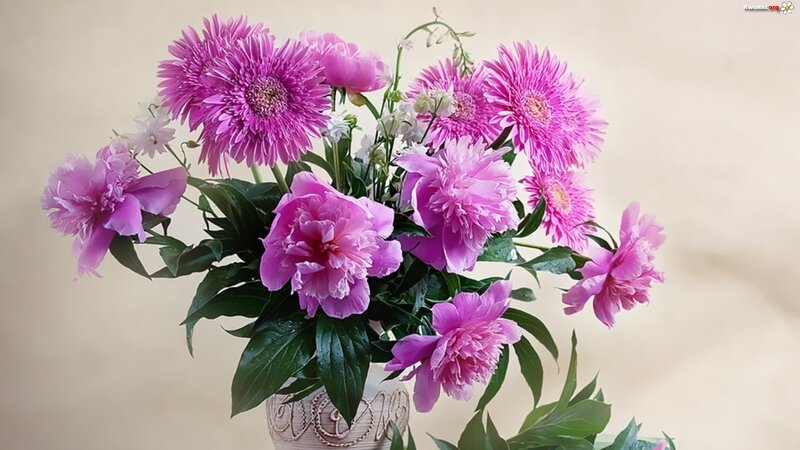 Pink Peonies and Gerberas