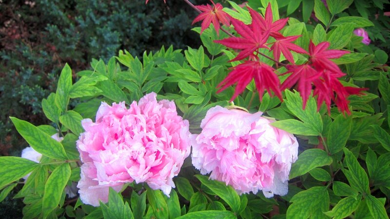 Pink Peonies and Red Leaves