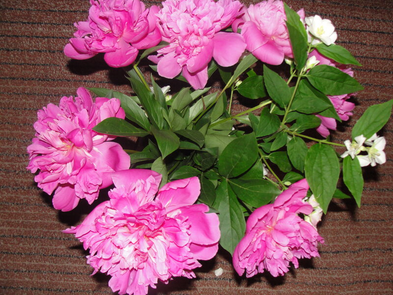 Pink peonies and white flowers