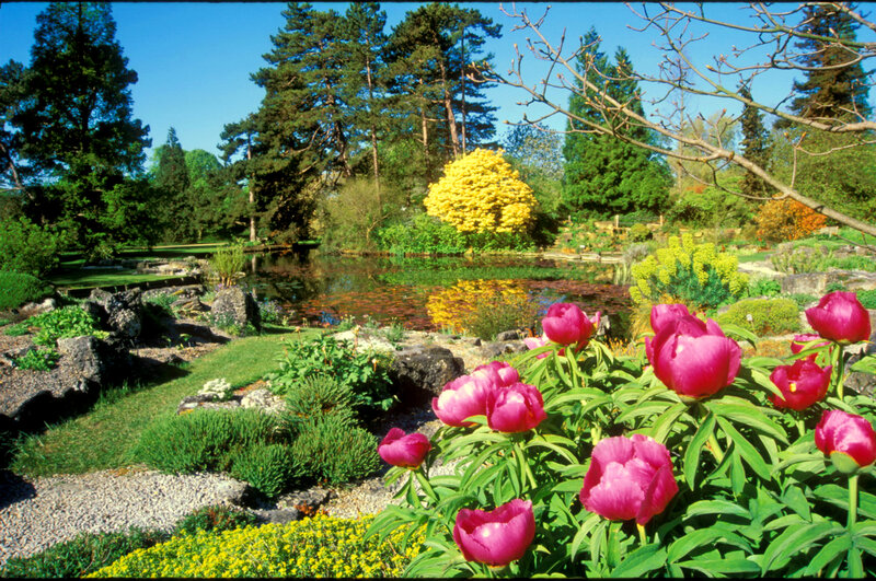 Pink Peonies by Pond