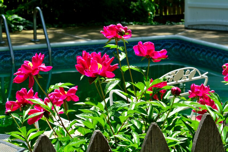 Pink Peonies by Pool