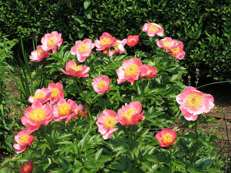 Pink peonies in a garden