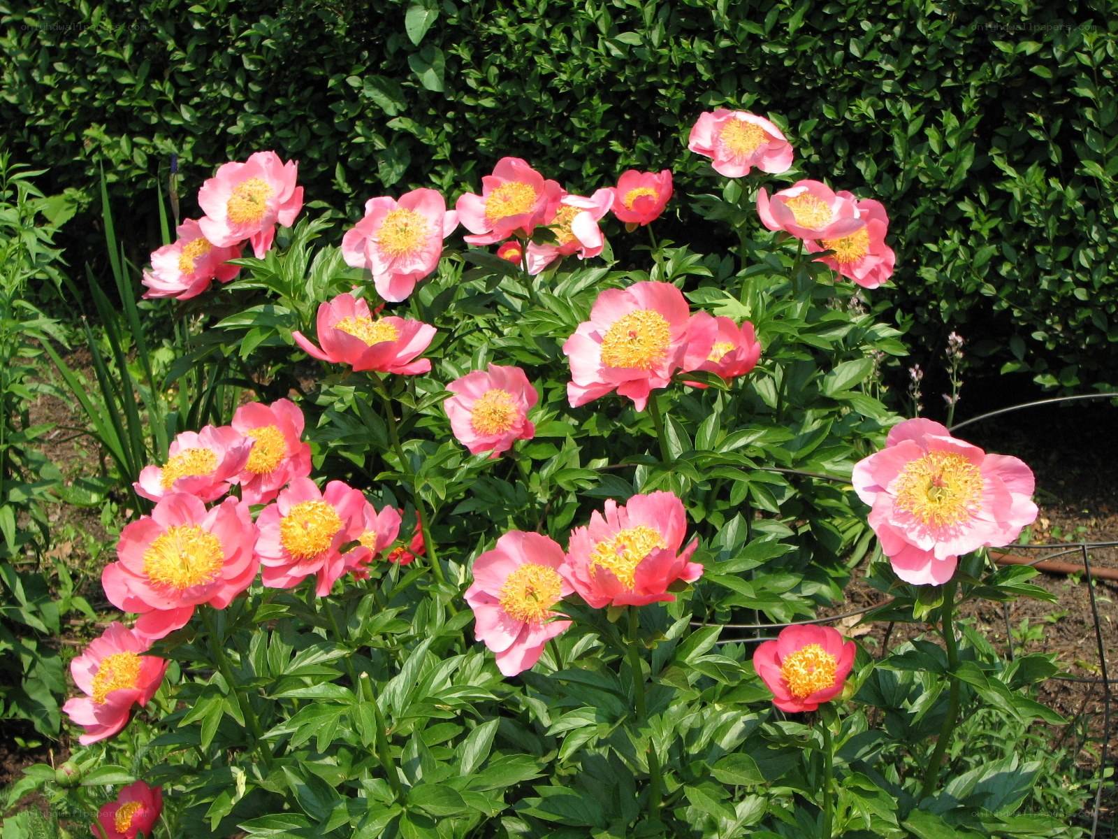 Pink peonies in a garden
